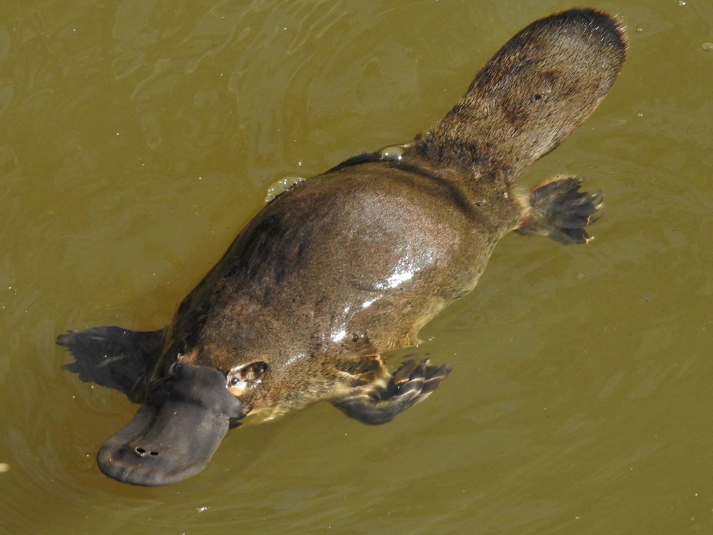 platypus, murky green water, flat snout, Full HD Desktop Wallpaper