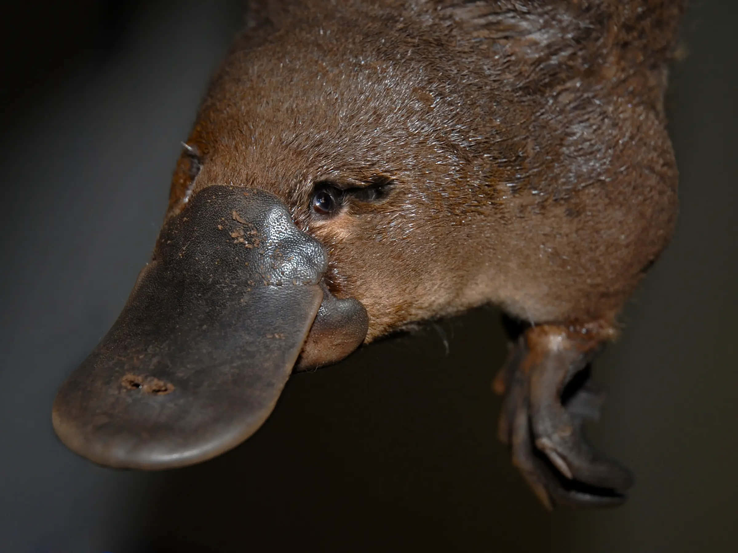 platypus, wet brown fur, large flat bill, Full HD Desktop Wallpaper