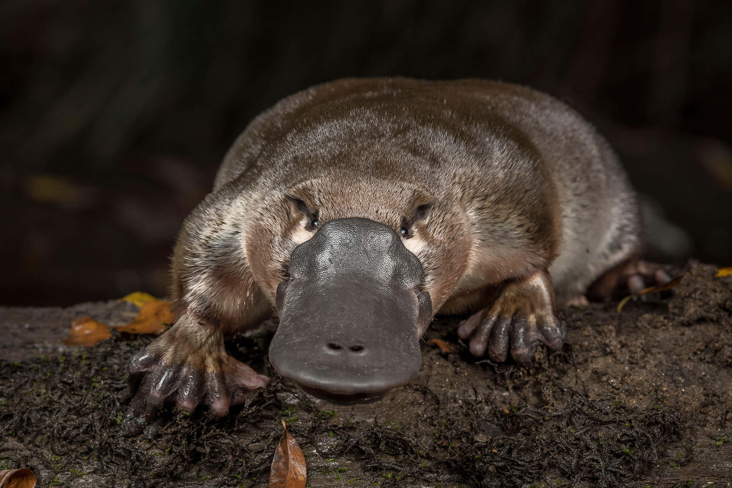 platypus, mossy log, dark forest, Full HD Desktop Wallpaper