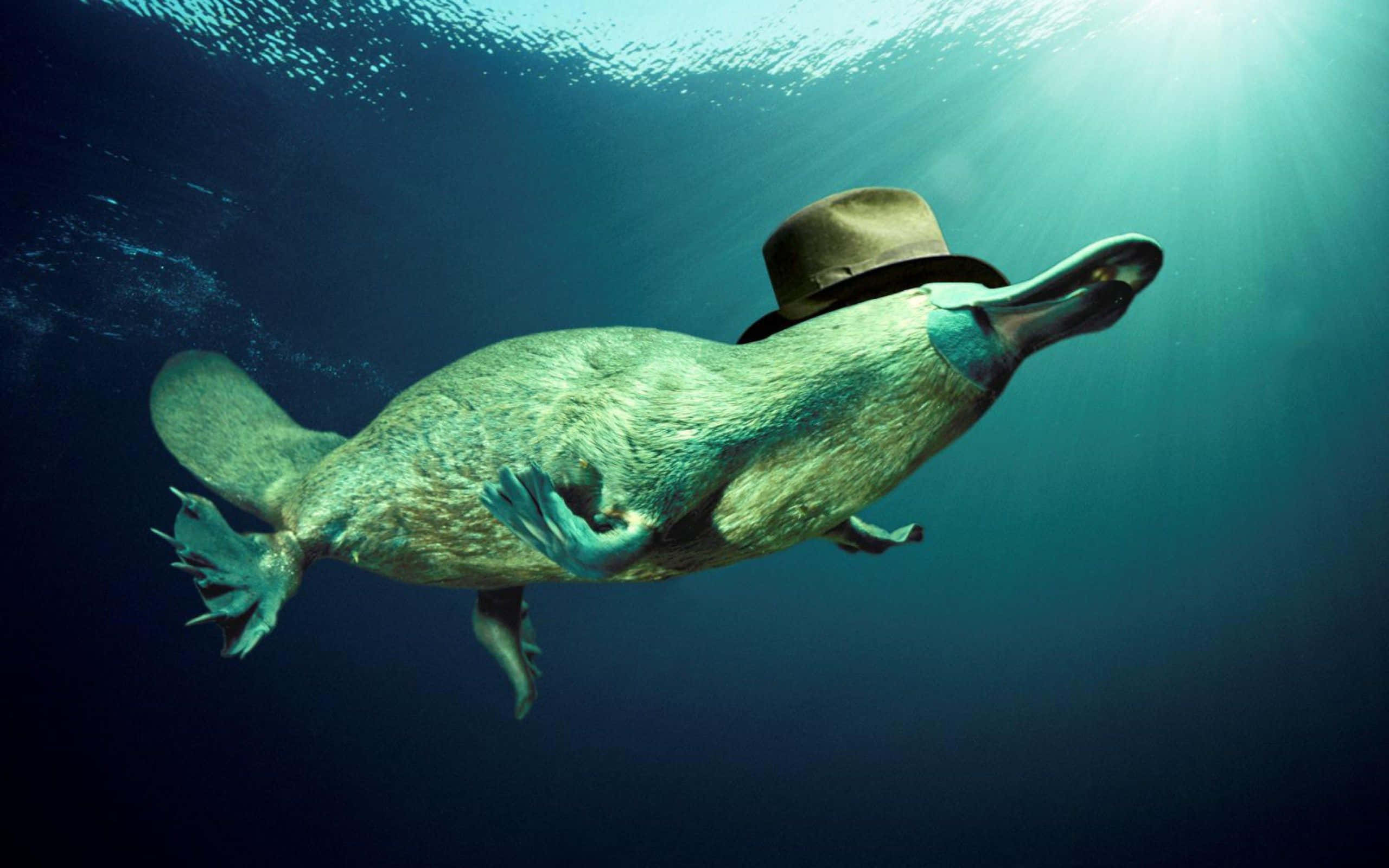 platypus, brown top hat, sunlight filtering from above, 2K Desktop Wallpaper
