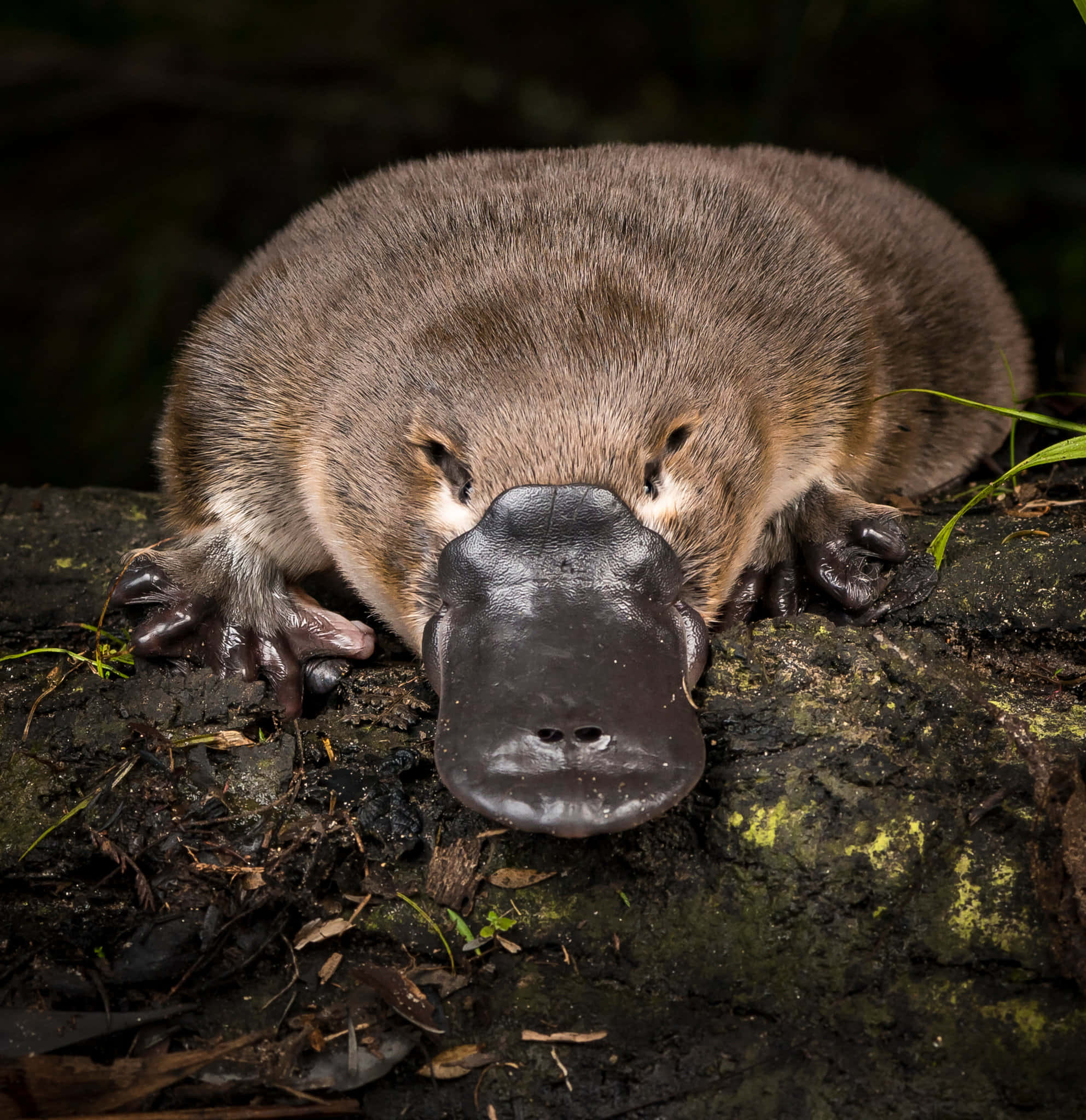 platypus, mossy log, dark forest, Full HD Phone Wallpaper