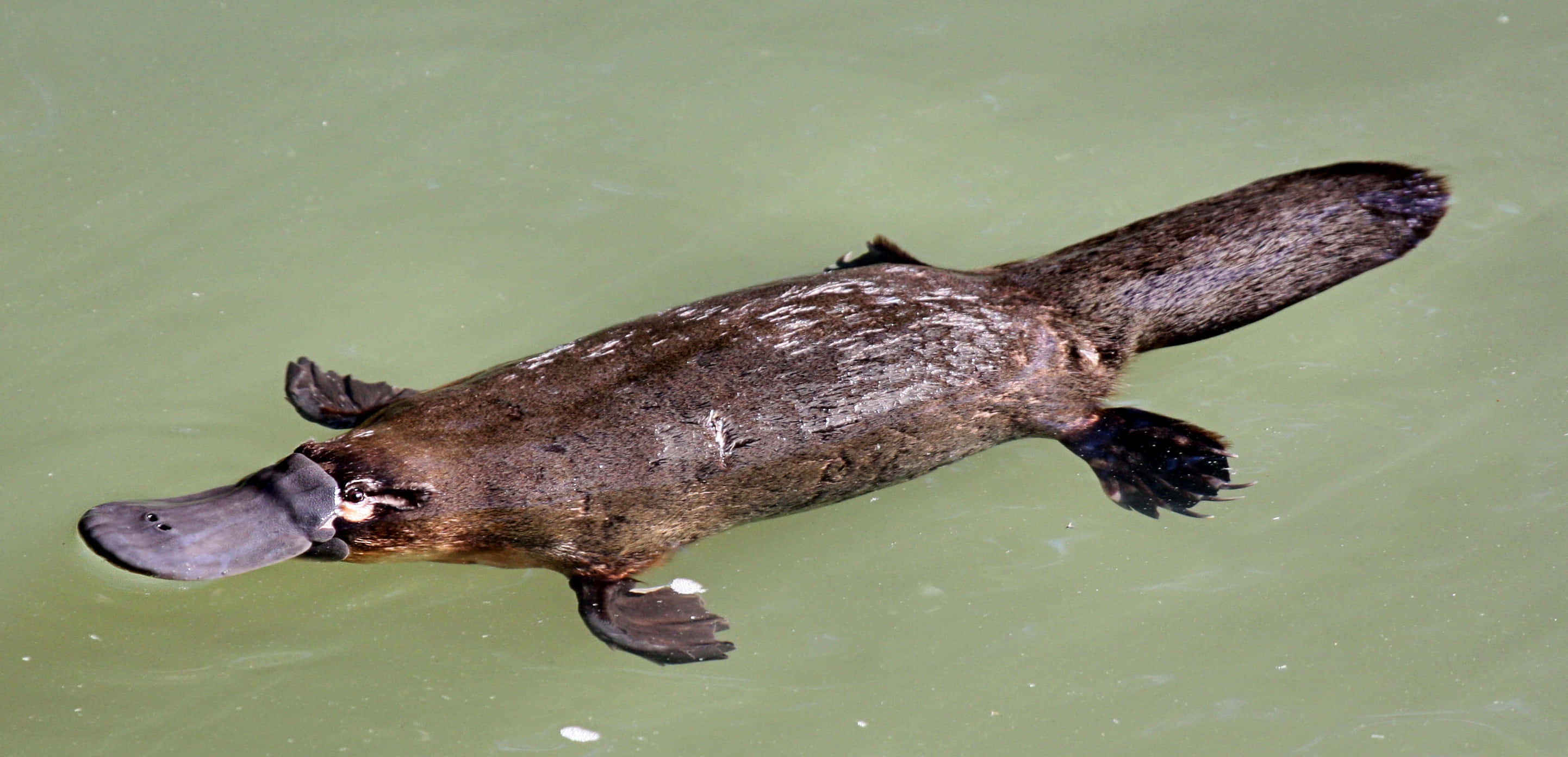 platypus, murky green water, flat snout, 2K Desktop Wallpaper