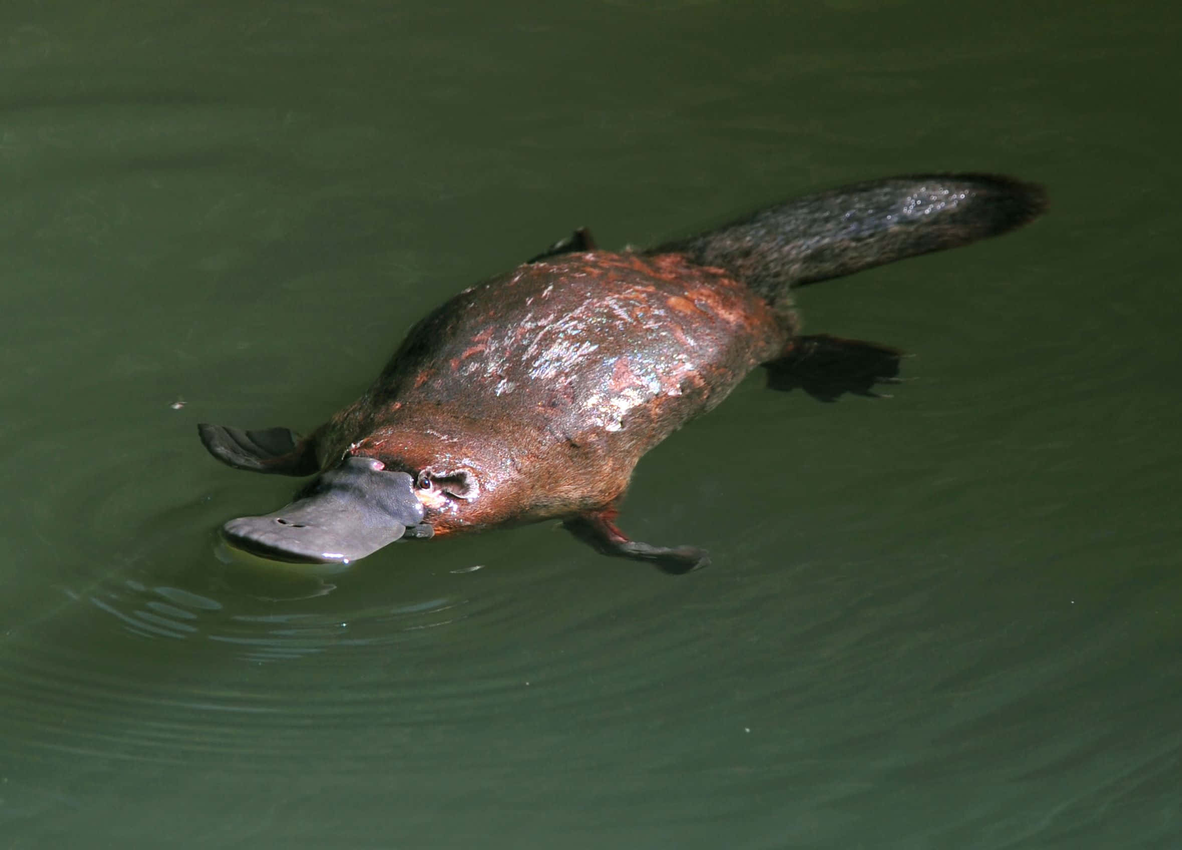 platypus, calm green water, distinctive bill, Full HD Desktop Wallpaper