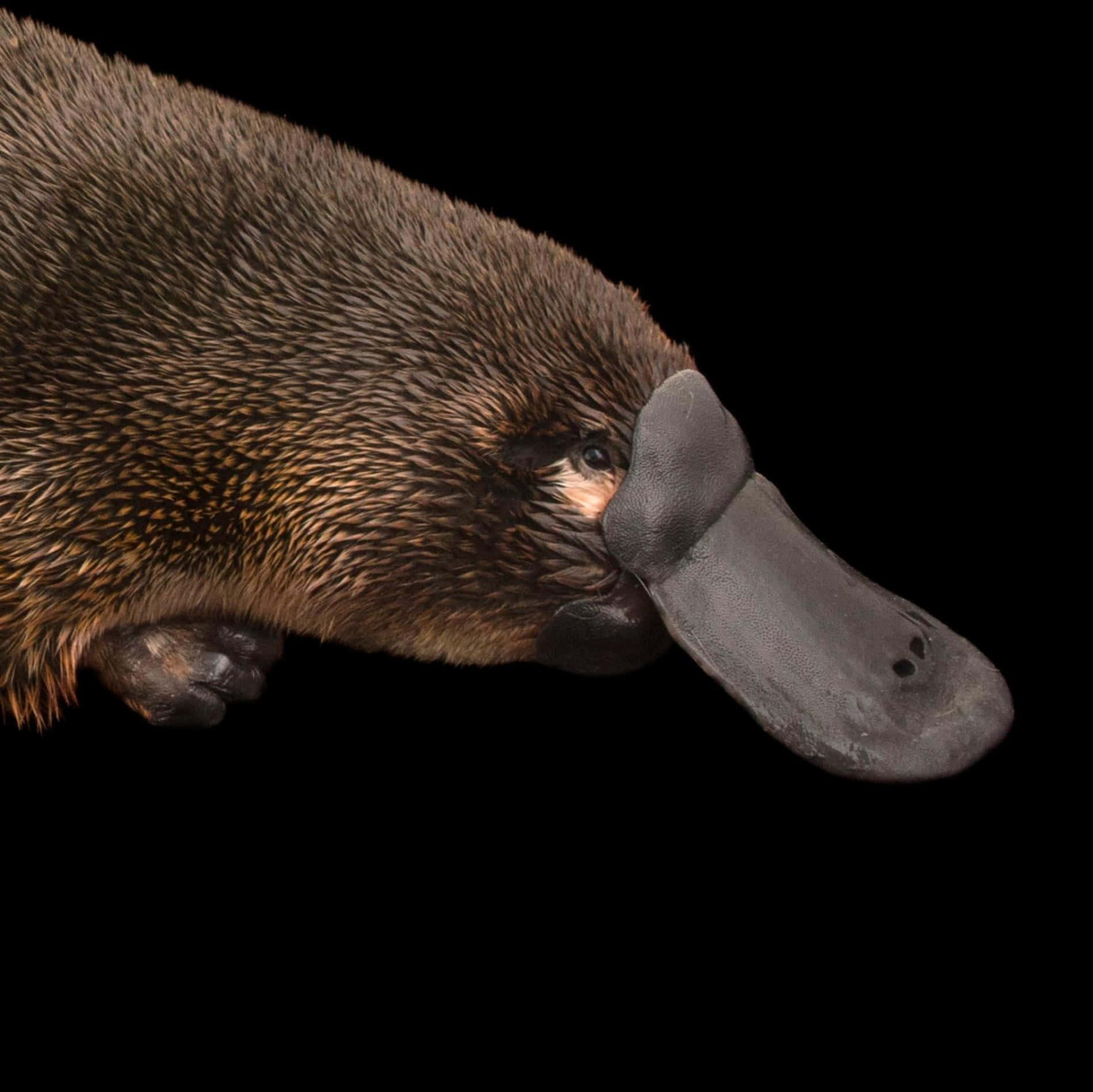 platypus, close up, fur, HD Desktop Wallpaper