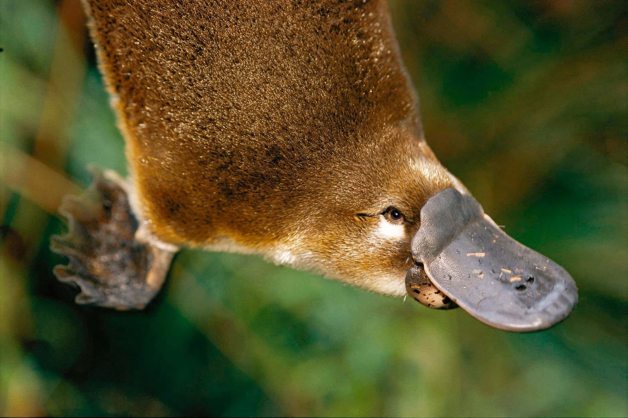 platypus, close up, egg, Full HD Desktop Wallpaper