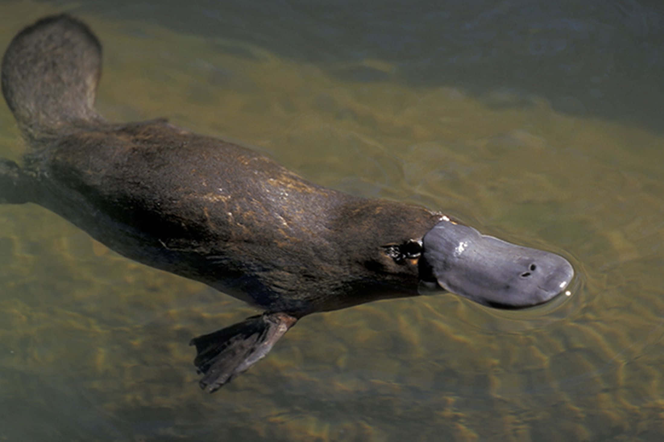 platypus, clear shallow water, flat snout, Full HD Desktop Wallpaper
