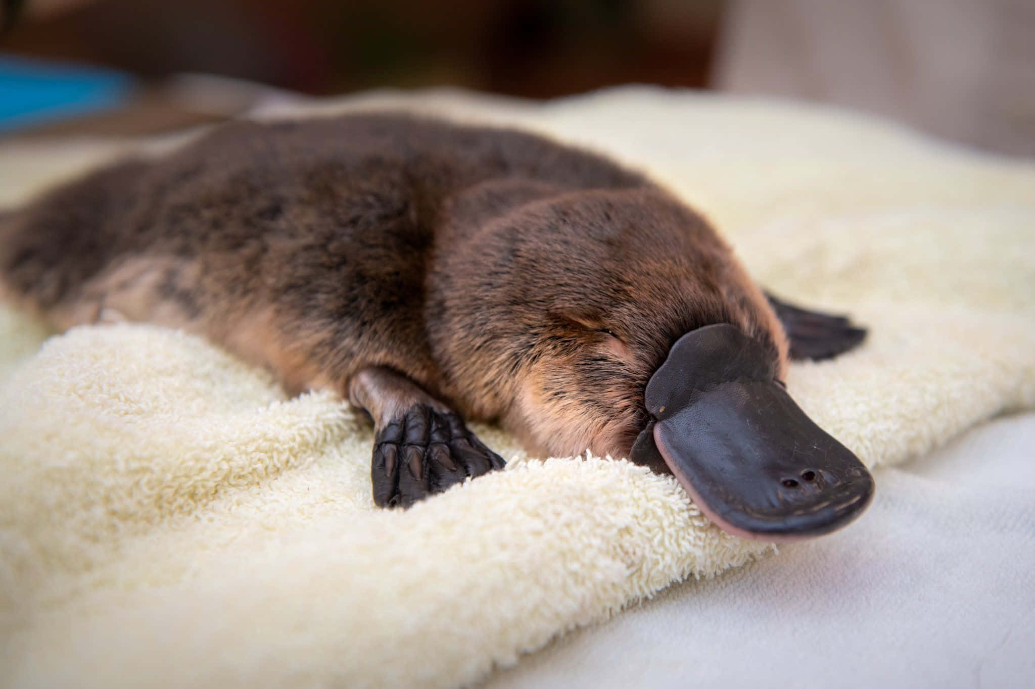 platypus, soft cream-colored towel, eyes closed, Full HD Desktop Wallpaper