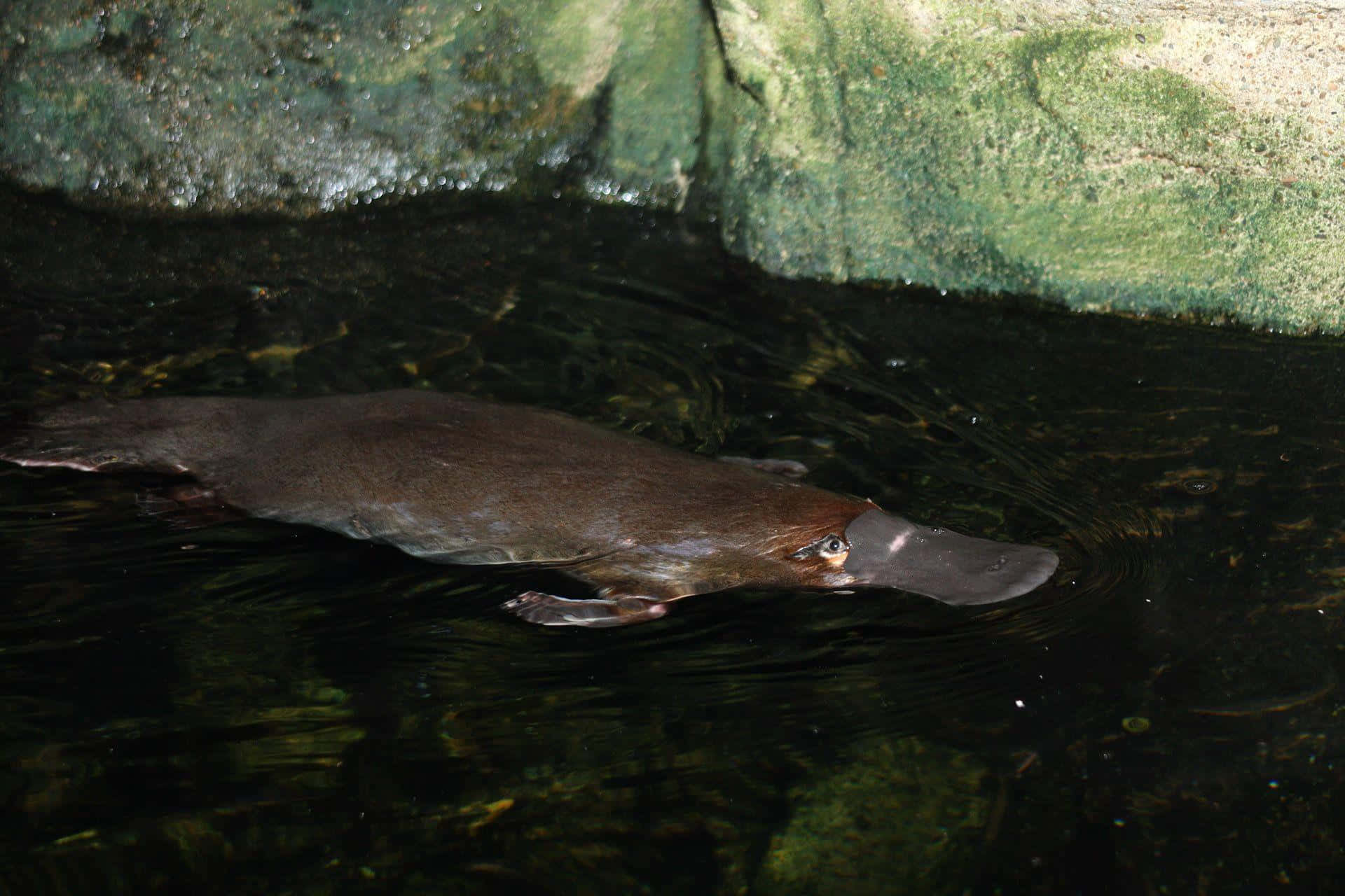 platypus, dark water, mossy rocks, Full HD Desktop Wallpaper