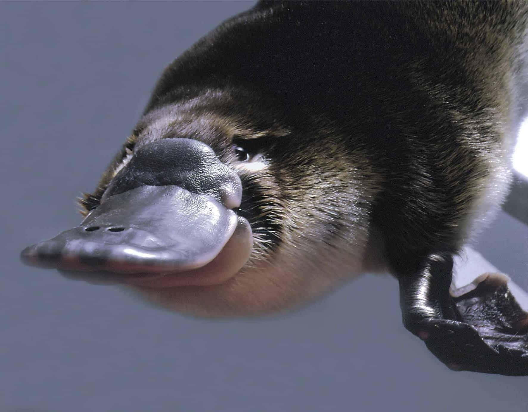 platypus, flat snout, webbed foot, HD Desktop Wallpaper