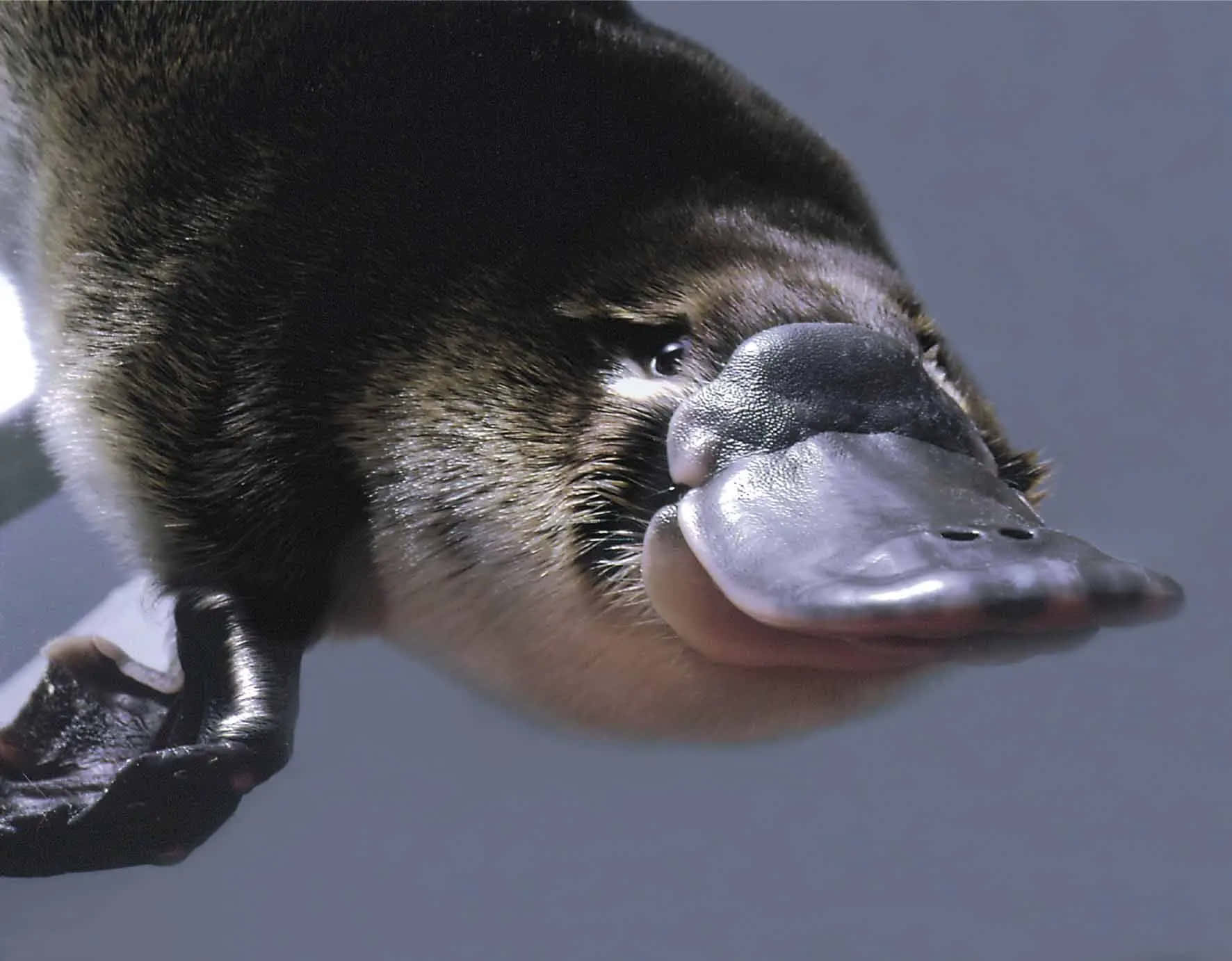 platypus, glossy black snout, dark fur, HD Desktop Wallpaper