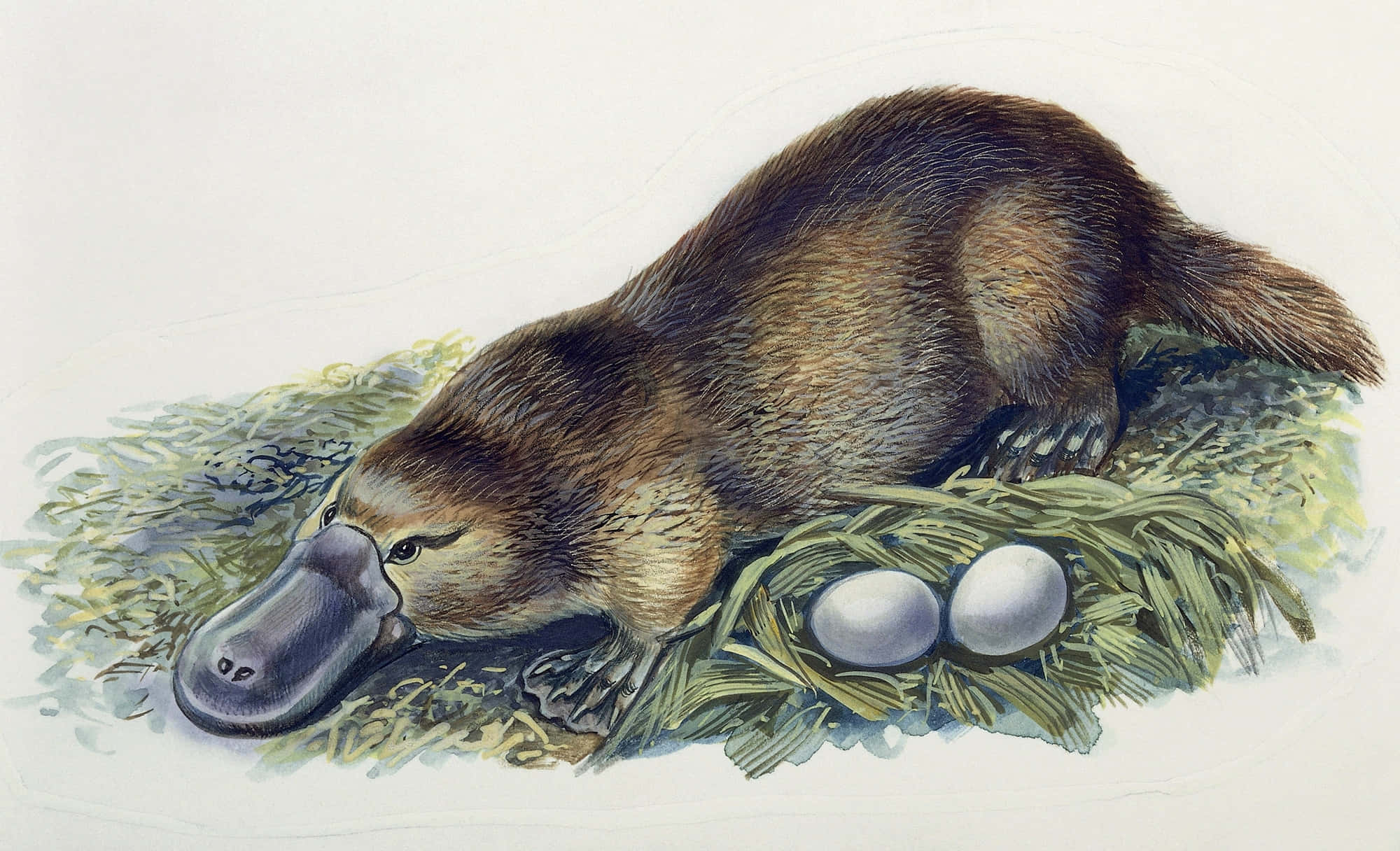 platypus, nest, eggs, Full HD Desktop Wallpaper