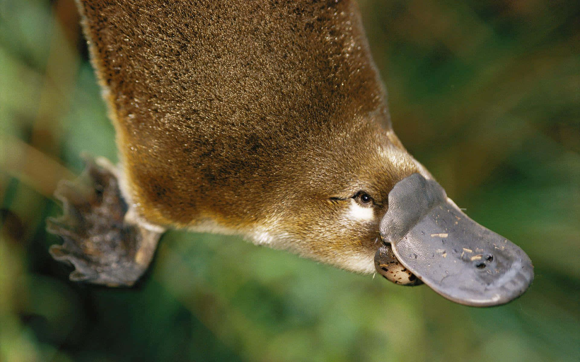 platypus, close-up, bill, Full HD Desktop Wallpaper