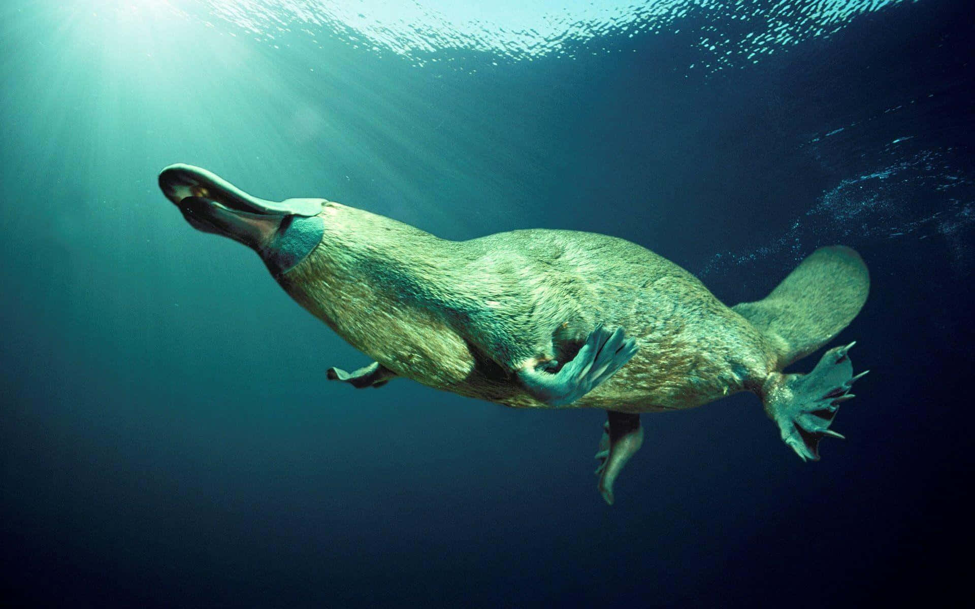 platypus, sunlit underwater depths, rays piercing the surface above, Full HD Desktop Wallpaper