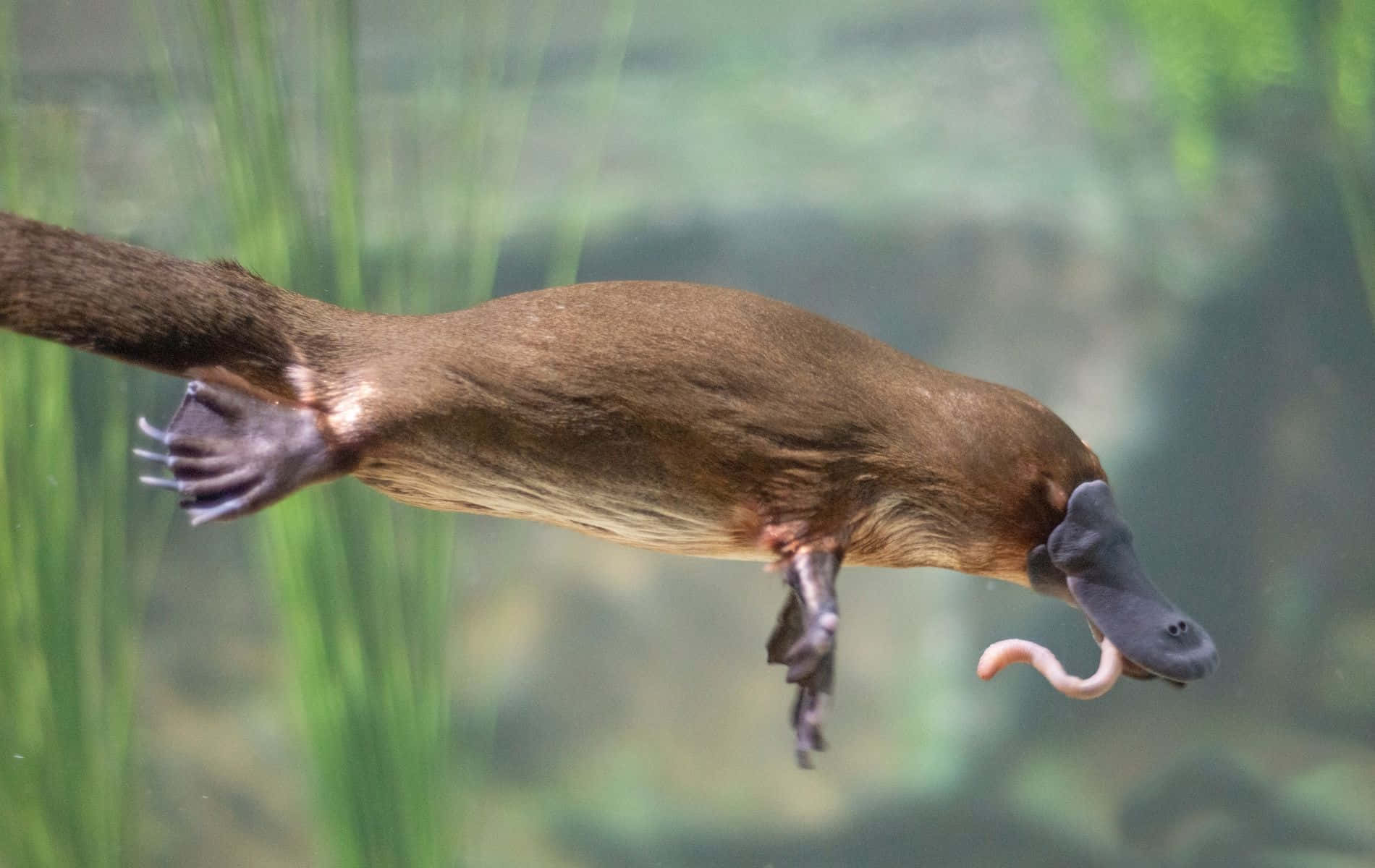 platypus, worm, green reeds, HD Desktop Wallpaper