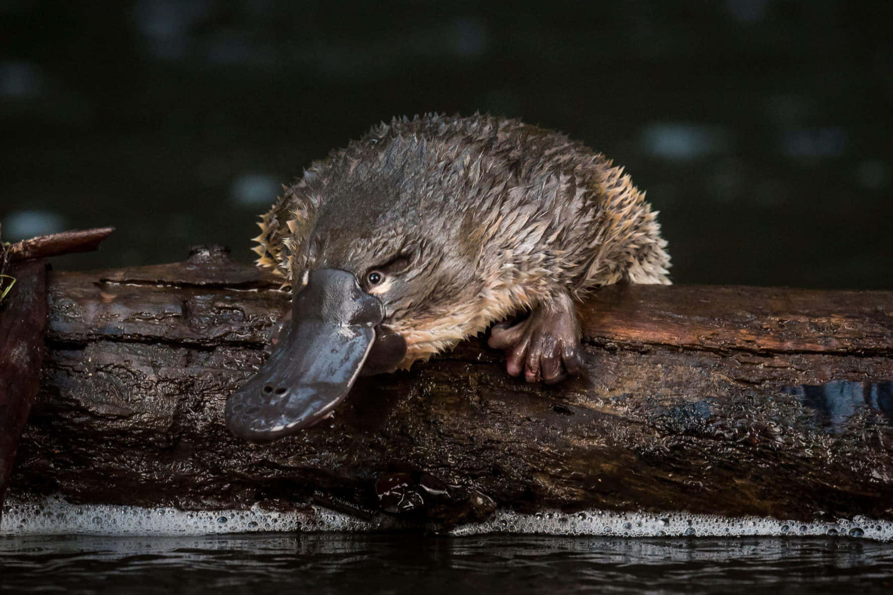 platypus, mossy log, water's edge, HD Desktop Wallpaper