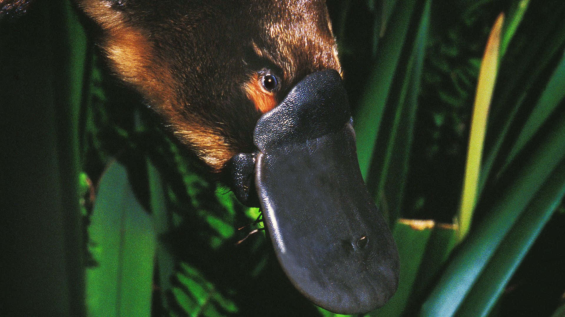 platypus, lush green foliage, flat snout, Full HD Desktop Wallpaper