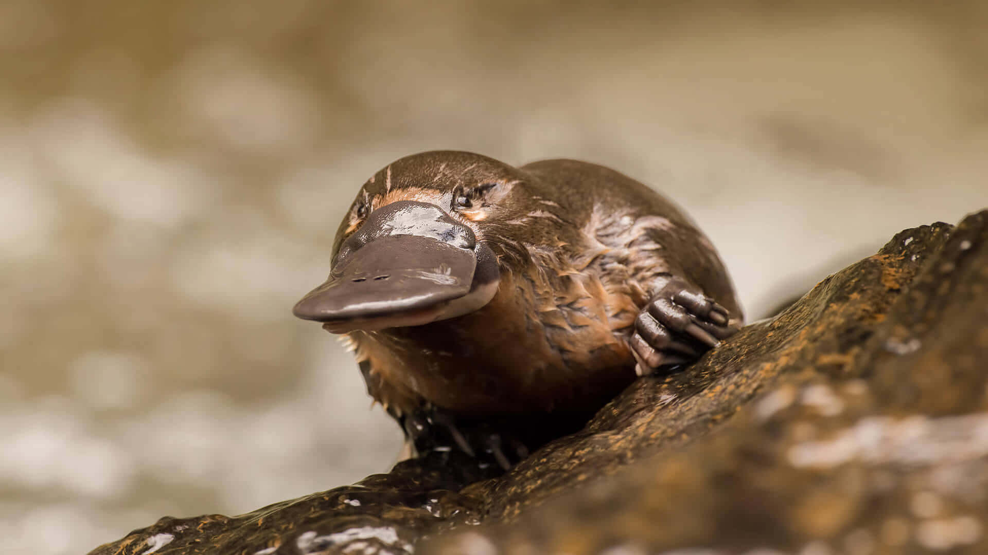 platypus, rock, wet rock, Full HD Desktop Wallpaper