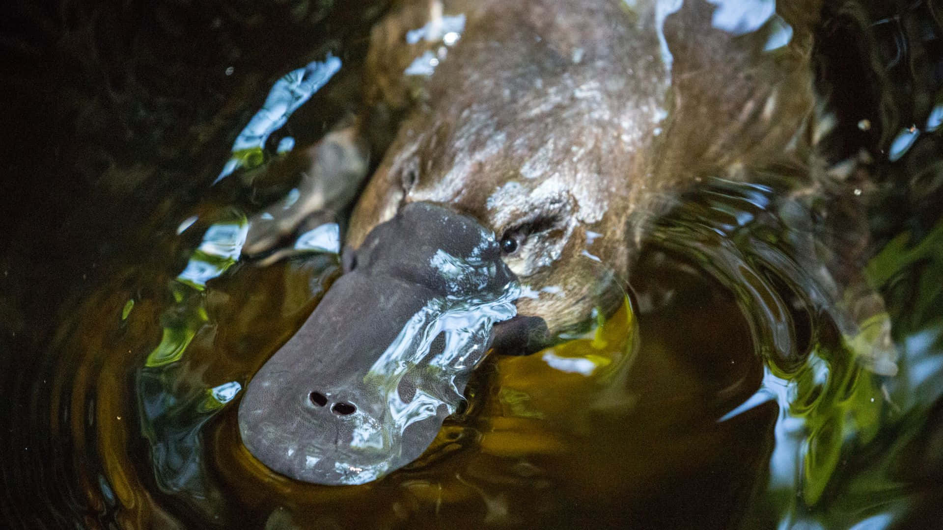 platypus, flat snout, murky water, Full HD Desktop Wallpaper