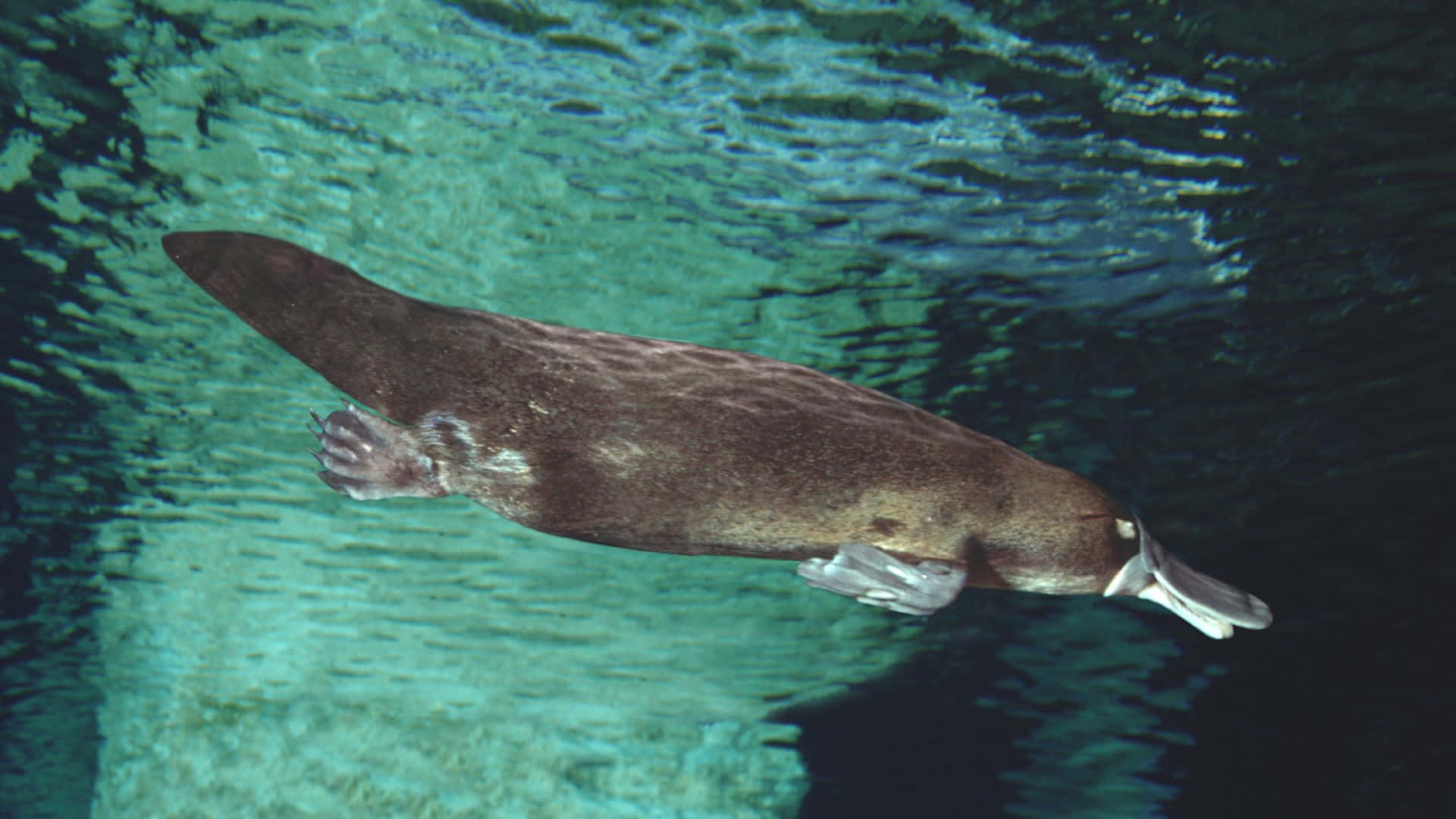 platypus, clear turquoise water, ripples, Full HD Desktop Wallpaper