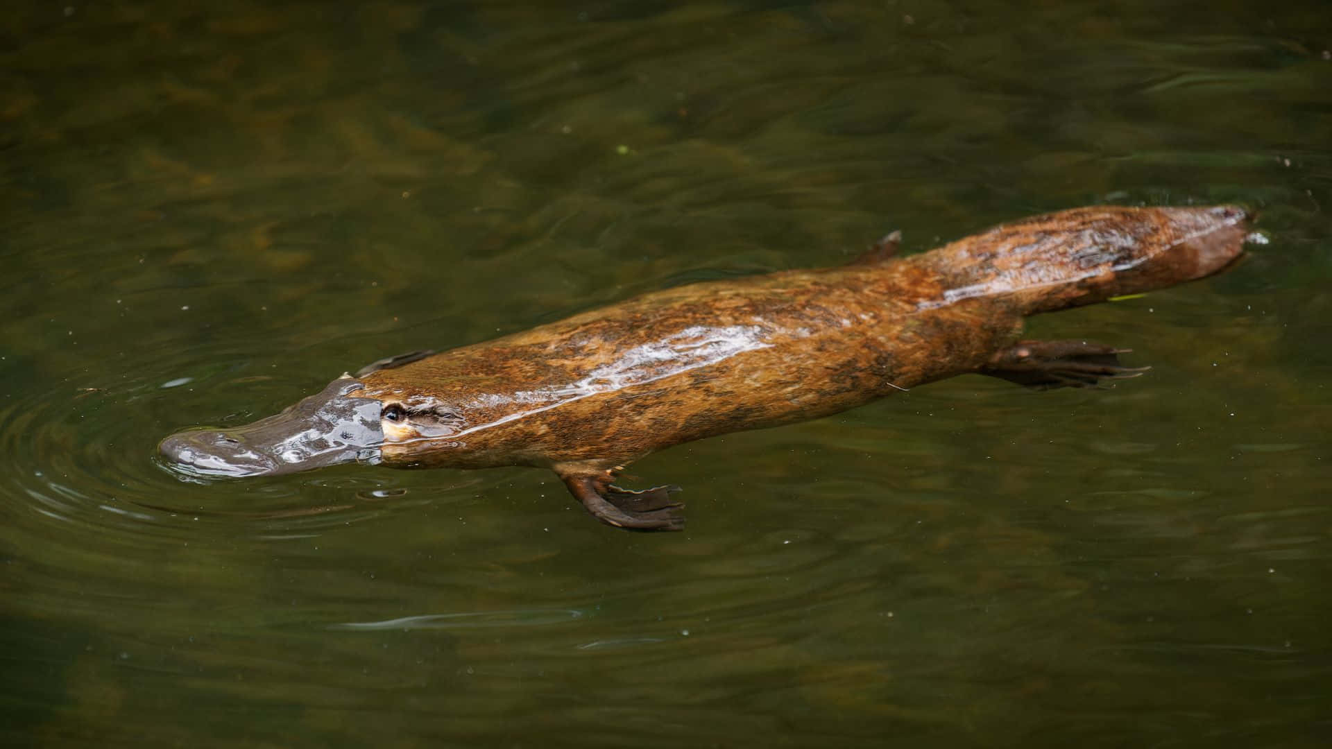 platypus, murky green water, ripples, Full HD Desktop Wallpaper
