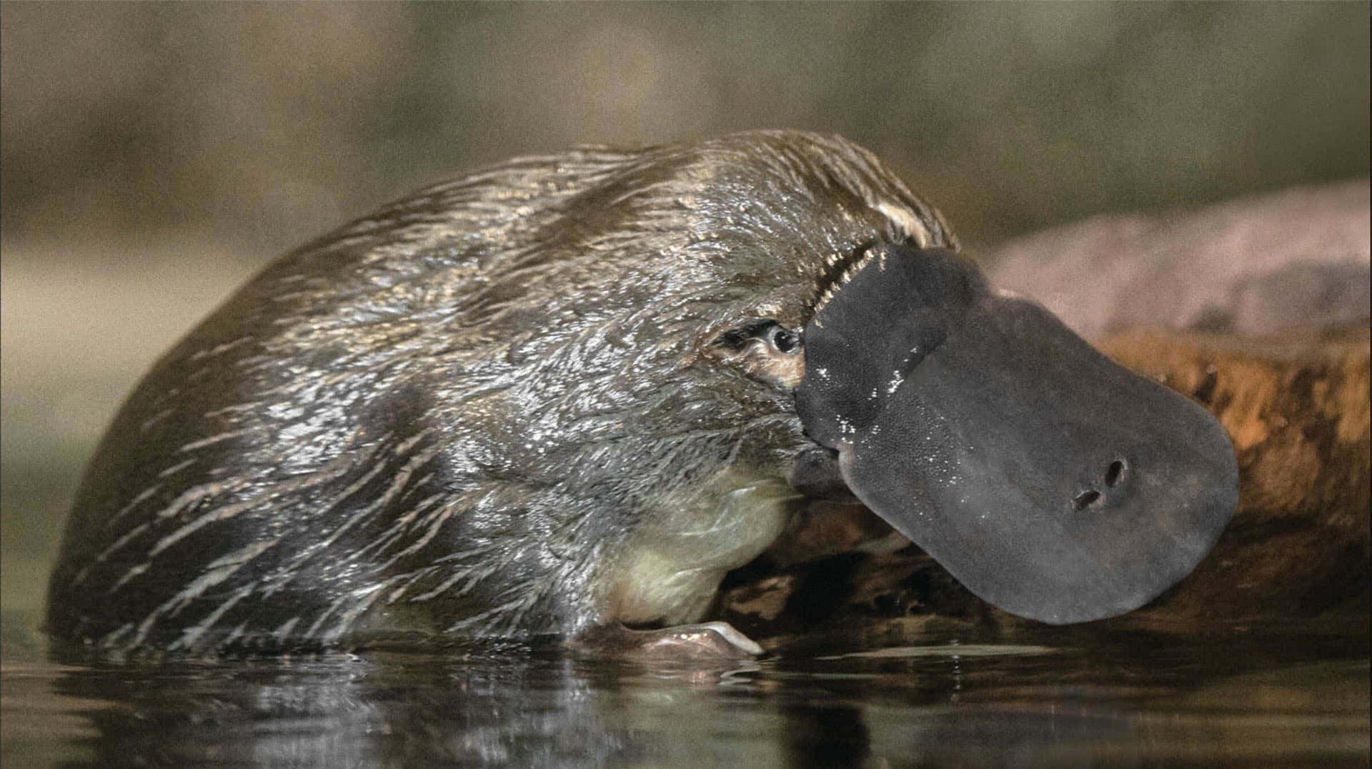 platypus, wet, striped coat, Full HD Desktop Wallpaper