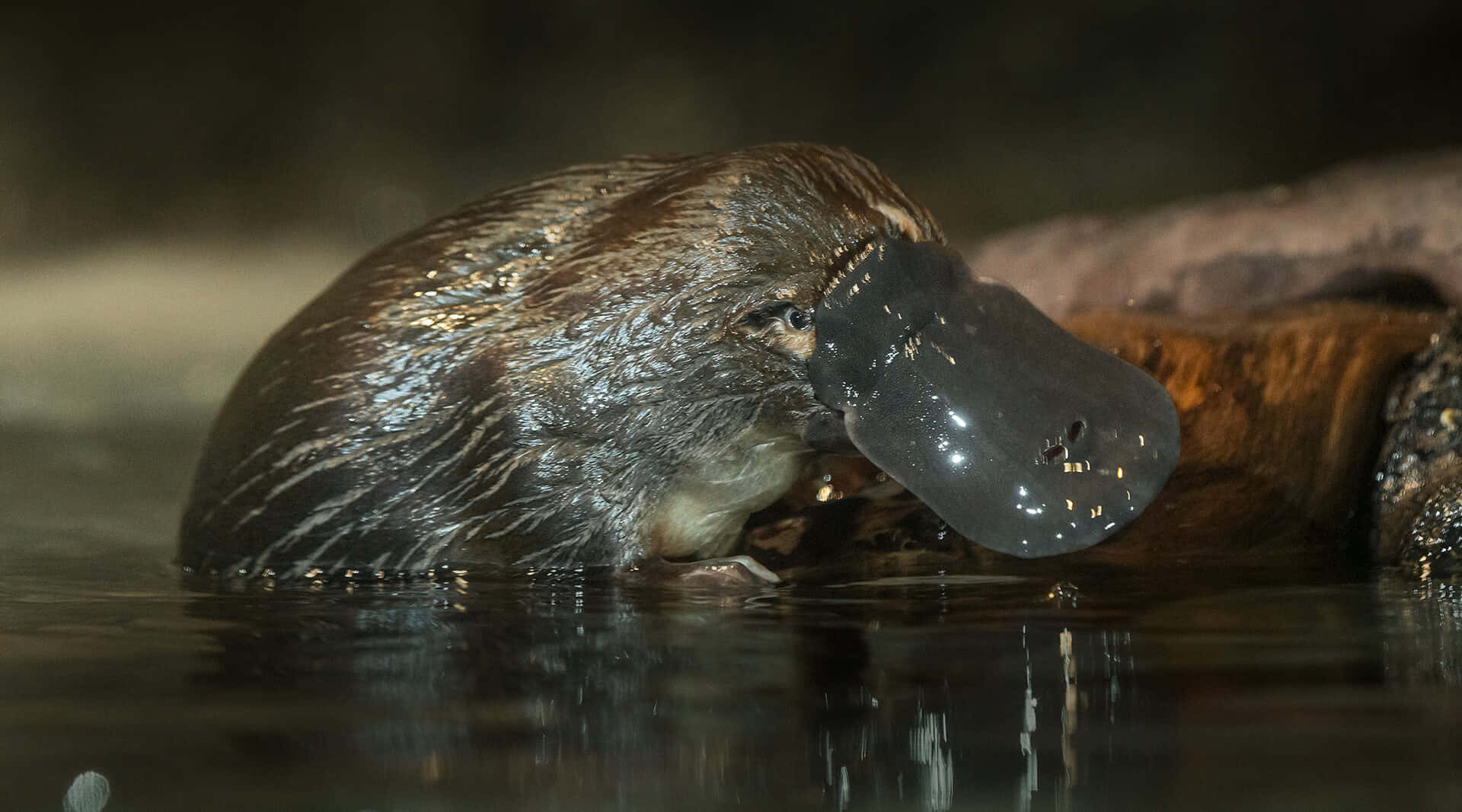 platypus, glossy black bill, dark water, Full HD Desktop Wallpaper