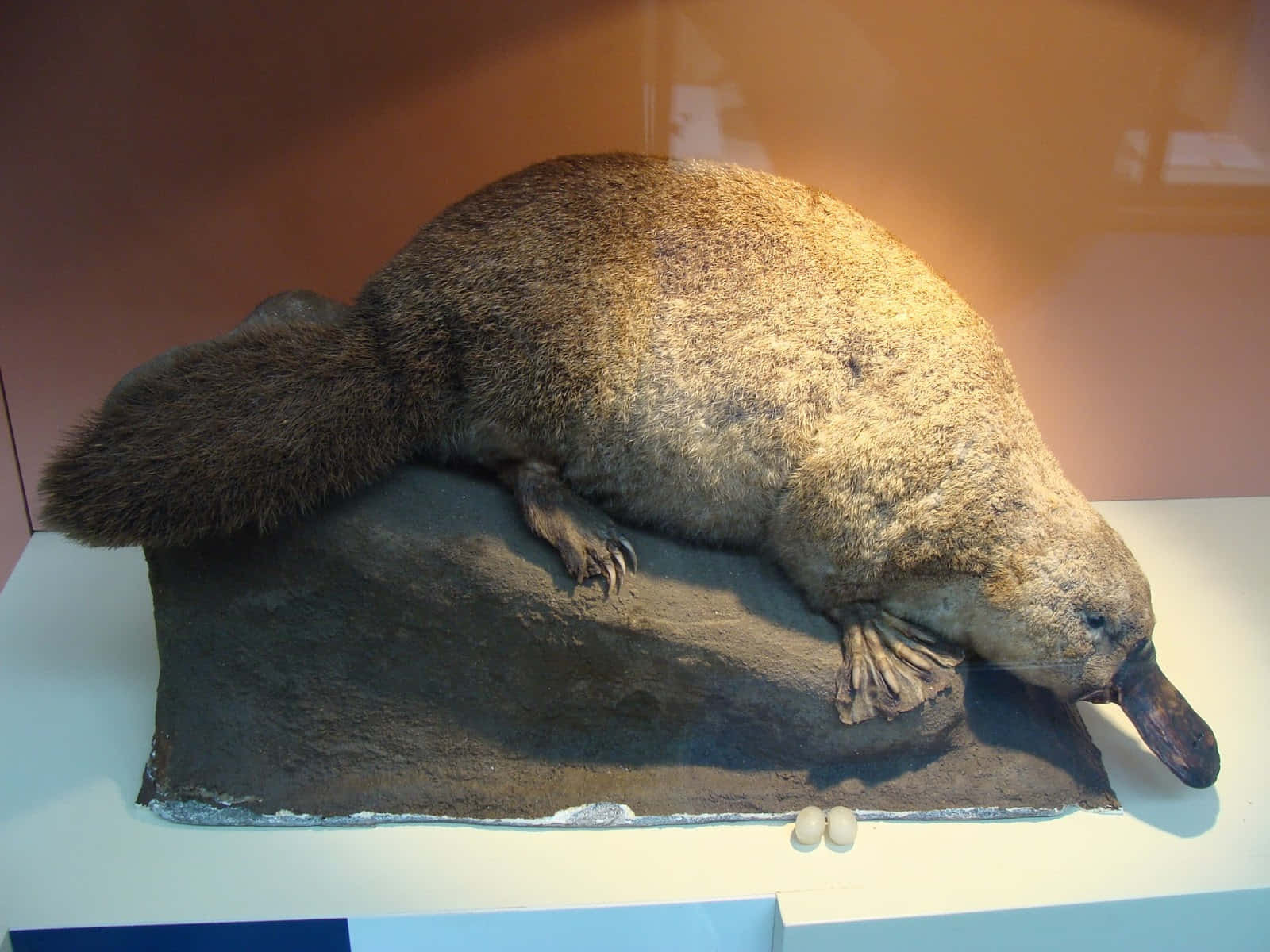 platypus, taxidermy, museum lighting, HD Desktop Wallpaper