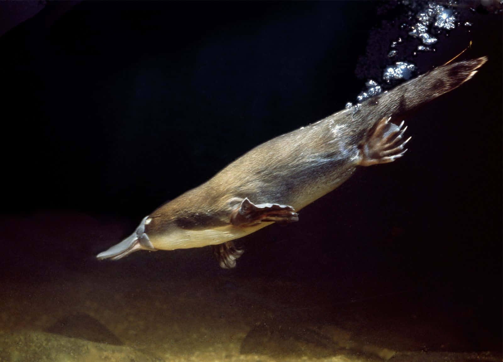 platypus, dark water, bubbles, HD Desktop Wallpaper