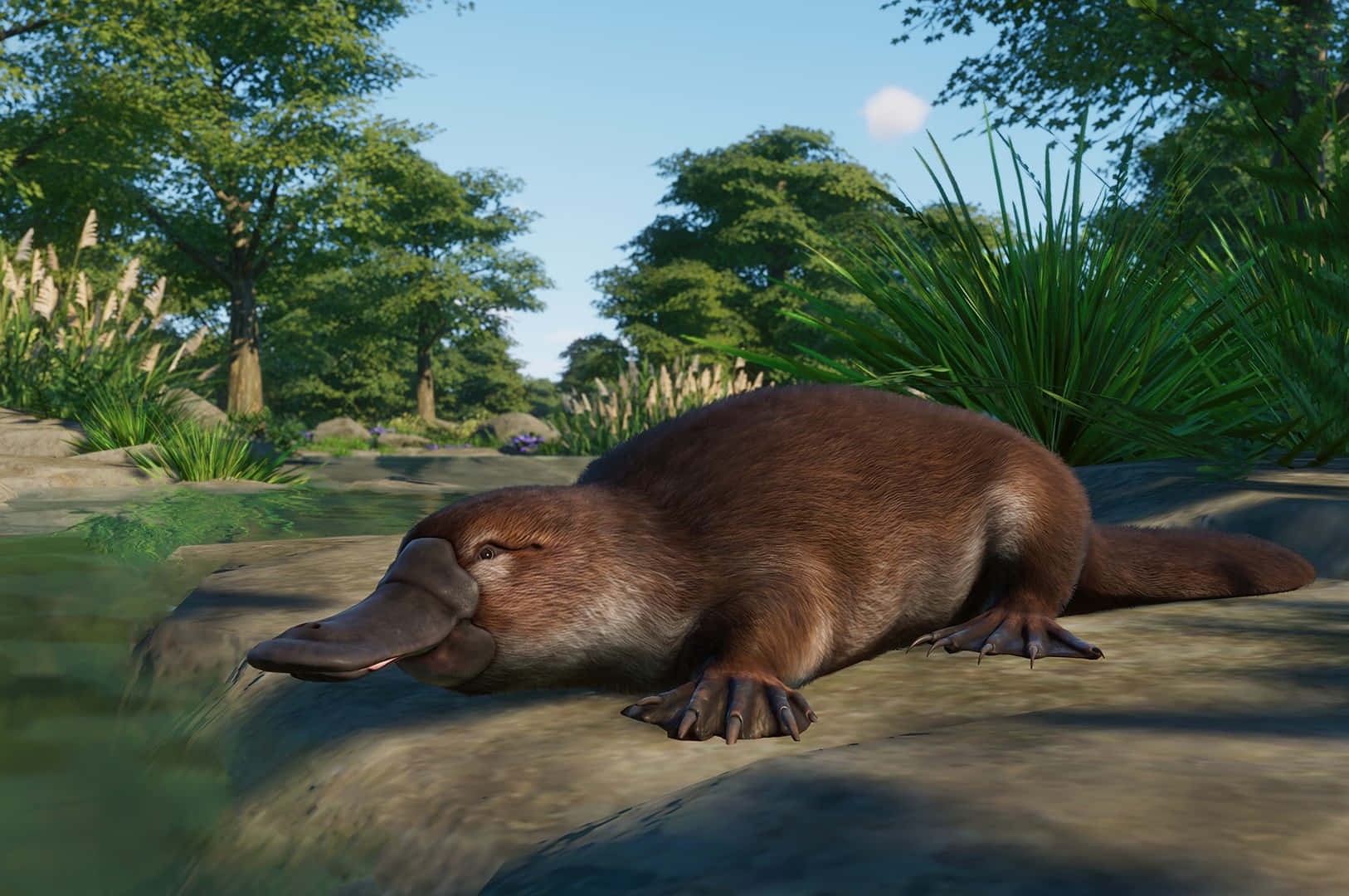 platypus, natural habitat, sunlit river rock, HD Desktop Wallpaper