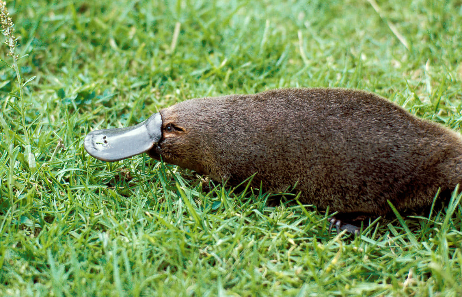 platypus, vibrant green grass, natural daylight, HD Desktop Wallpaper