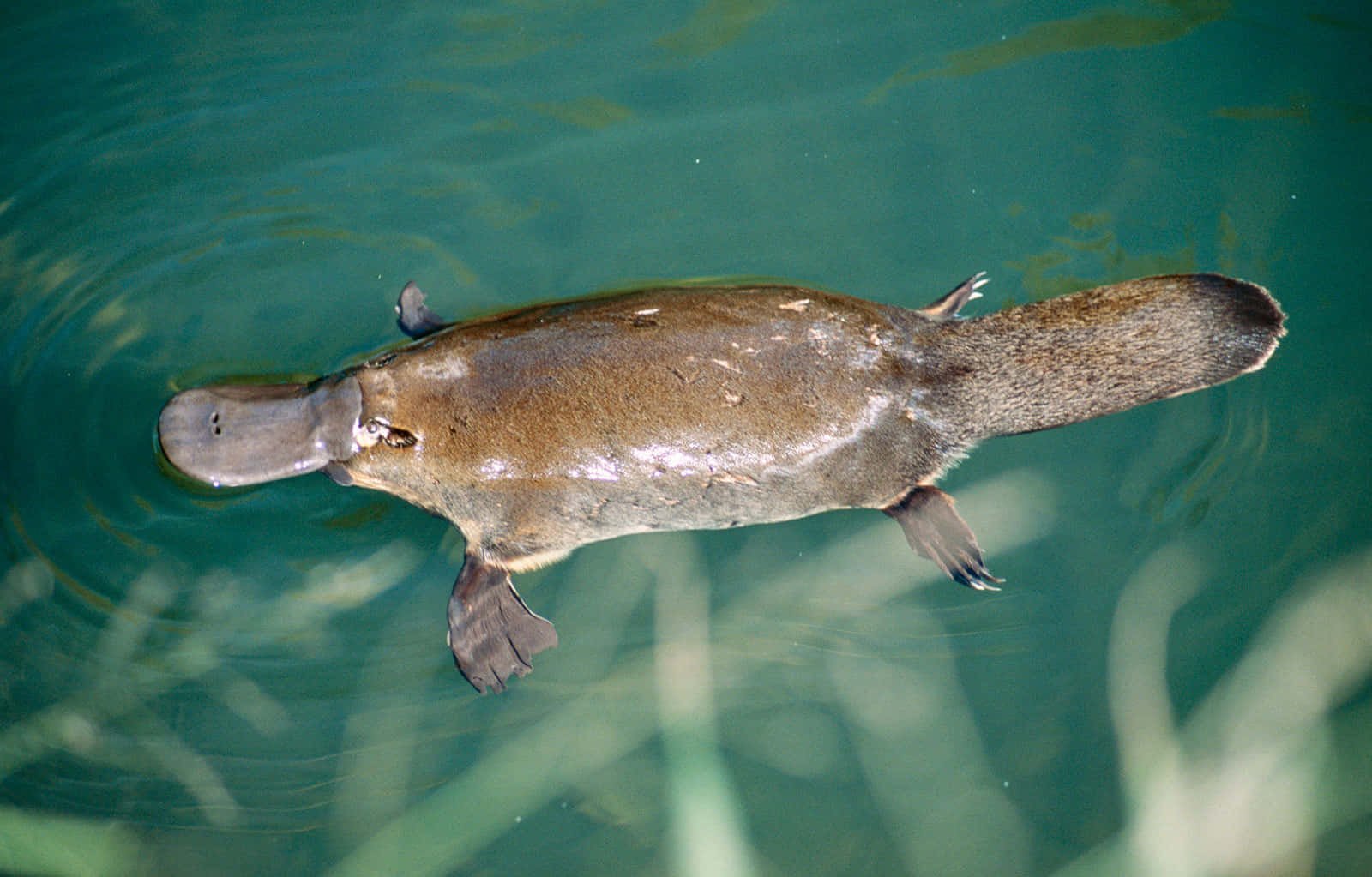platypus, clear green water, ripples, HD Desktop Wallpaper