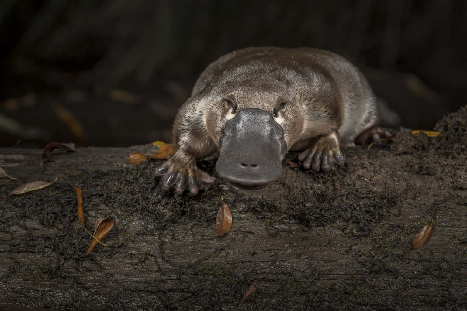 platypus, mossy log, fallen leaves, HD Desktop Wallpaper