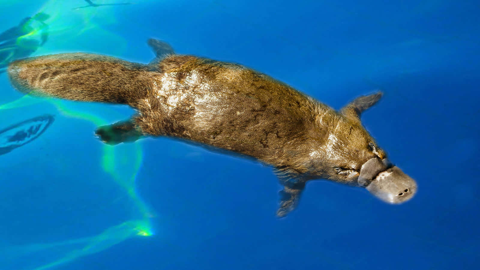 platypus, clear blue water, sunlight filtering from above, HD Desktop Wallpaper