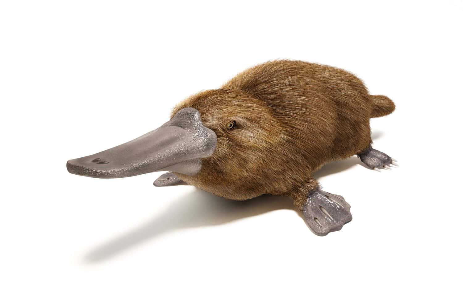 Platypus, brown fur, gray bill, HD Desktop Wallpaper