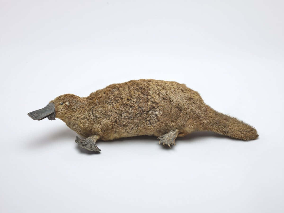 platypus, brown fur, gray bill, SD Desktop Wallpaper