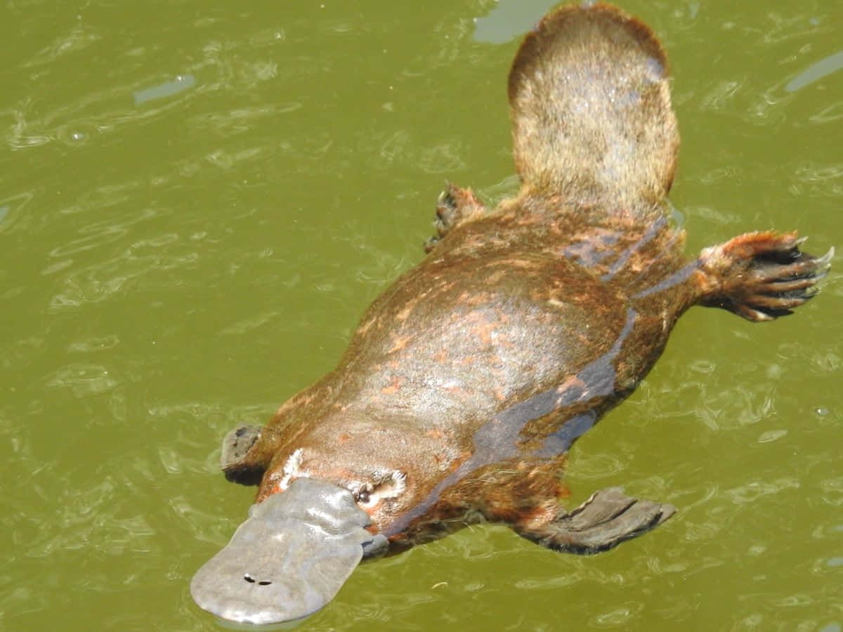 platypus, murky green water, flat snout, SD Desktop Wallpaper