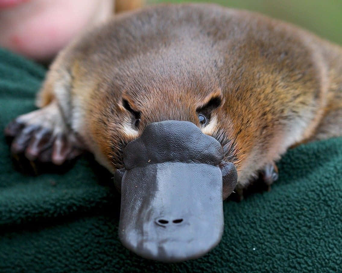 platypus, wide flat bill, green towel, SD Desktop Wallpaper