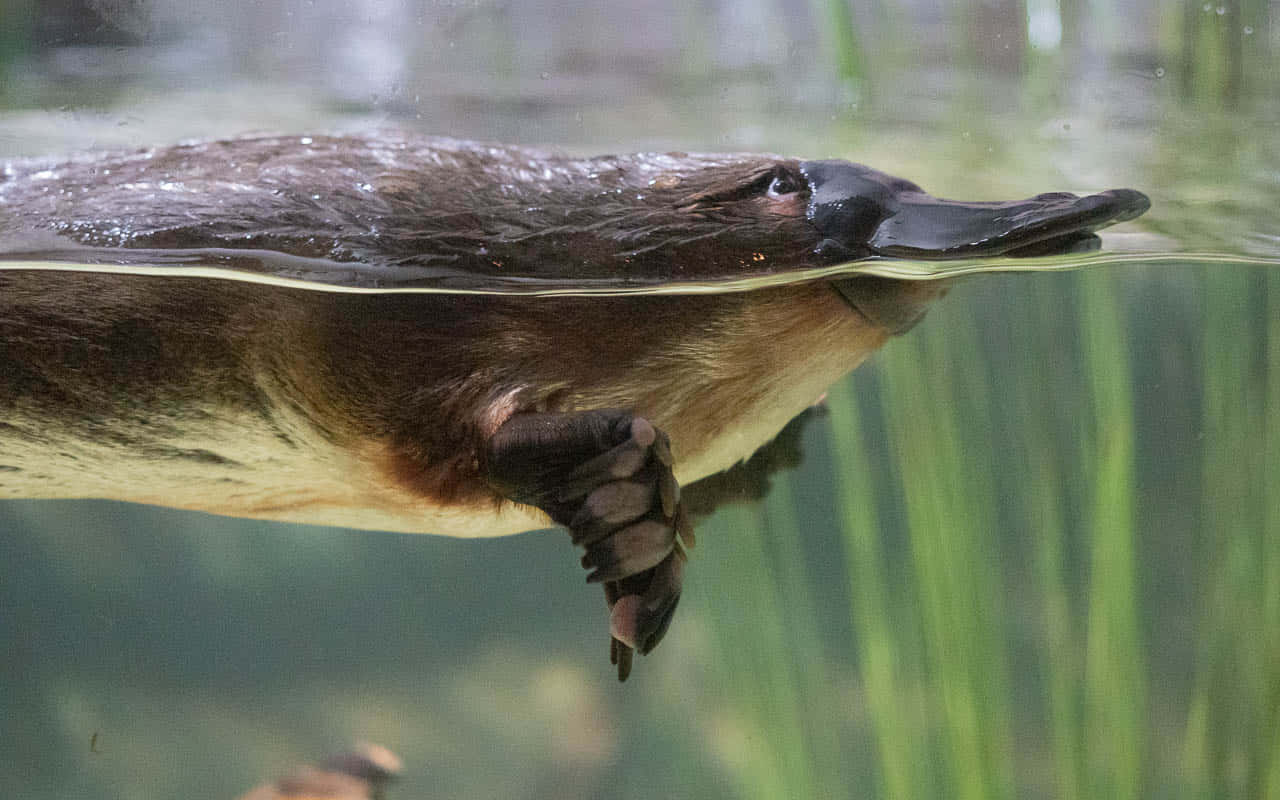 platypus, green reeds, swimming, HD Desktop Wallpaper