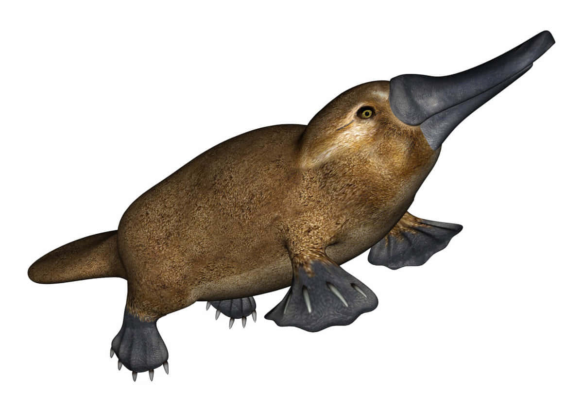 platypus, brown fur, webbed feet, SD Desktop Wallpaper