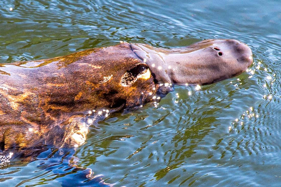 platypus, green water, flat snout, SD Desktop Wallpaper