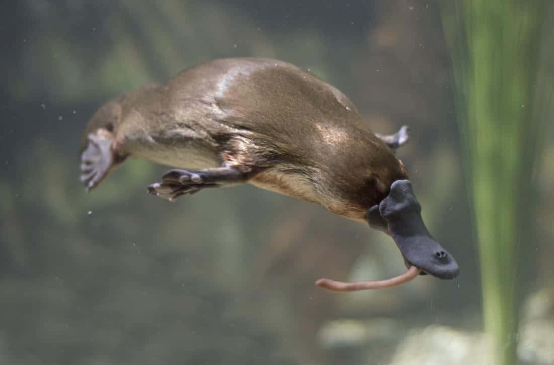 platypus, underwater, worm, SD Desktop Wallpaper