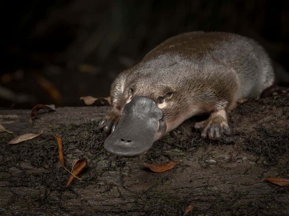 platypus, mossy log, fallen leaves, SD Desktop Wallpaper