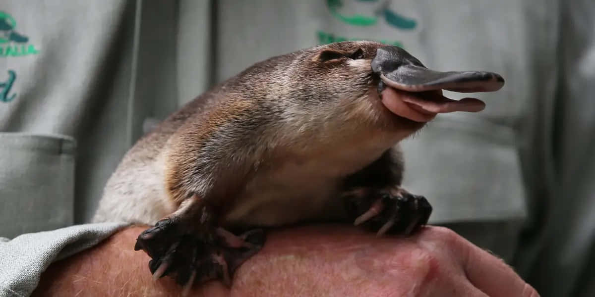 platypus, human arm, bill open, SD Desktop Wallpaper