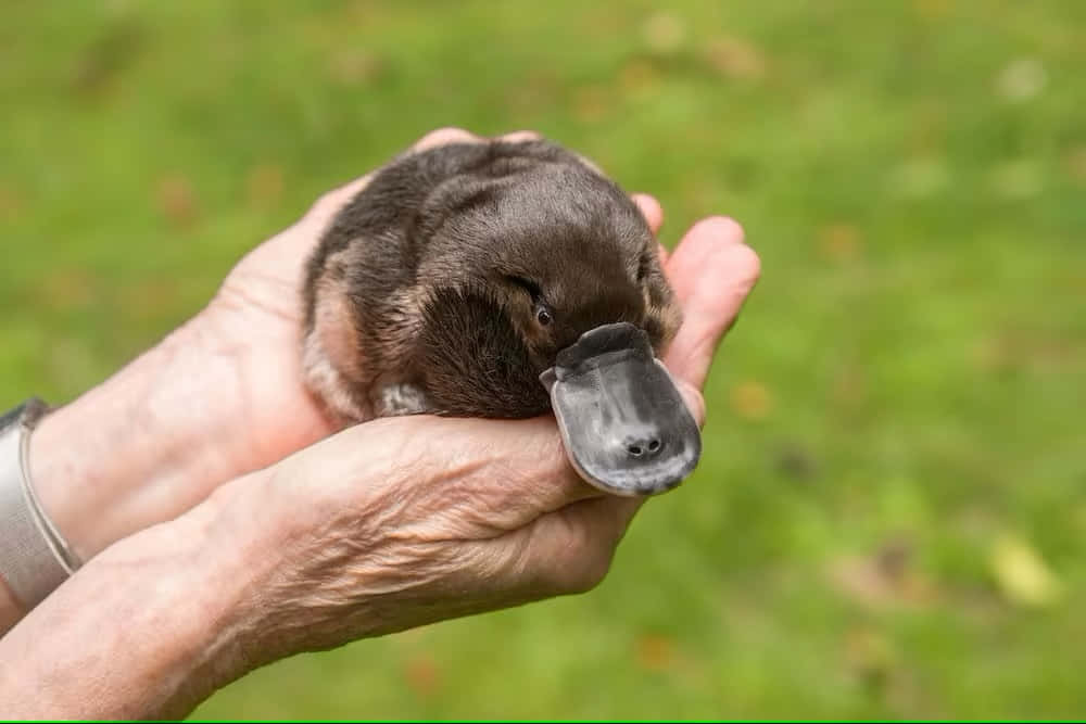 baby platypus, human hands, soft green grassy background, SD Desktop Wallpaper