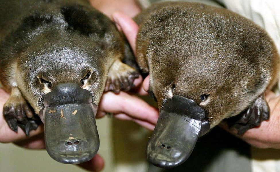 platypus, human hands, flat snouts, SD Desktop Wallpaper
