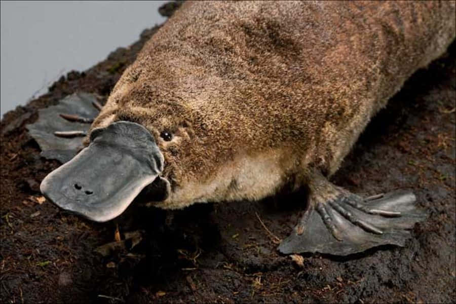 platypus, muddy ground, wide flat bill, SD Desktop Wallpaper