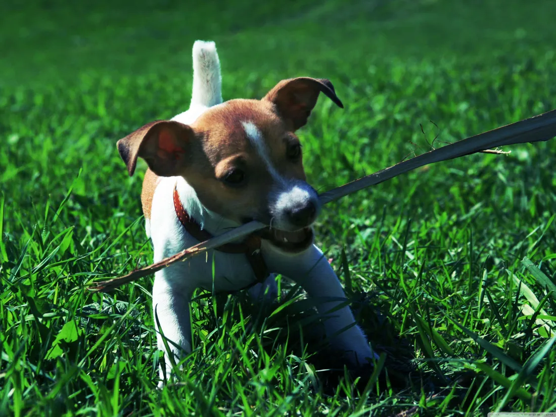 Playful Dog