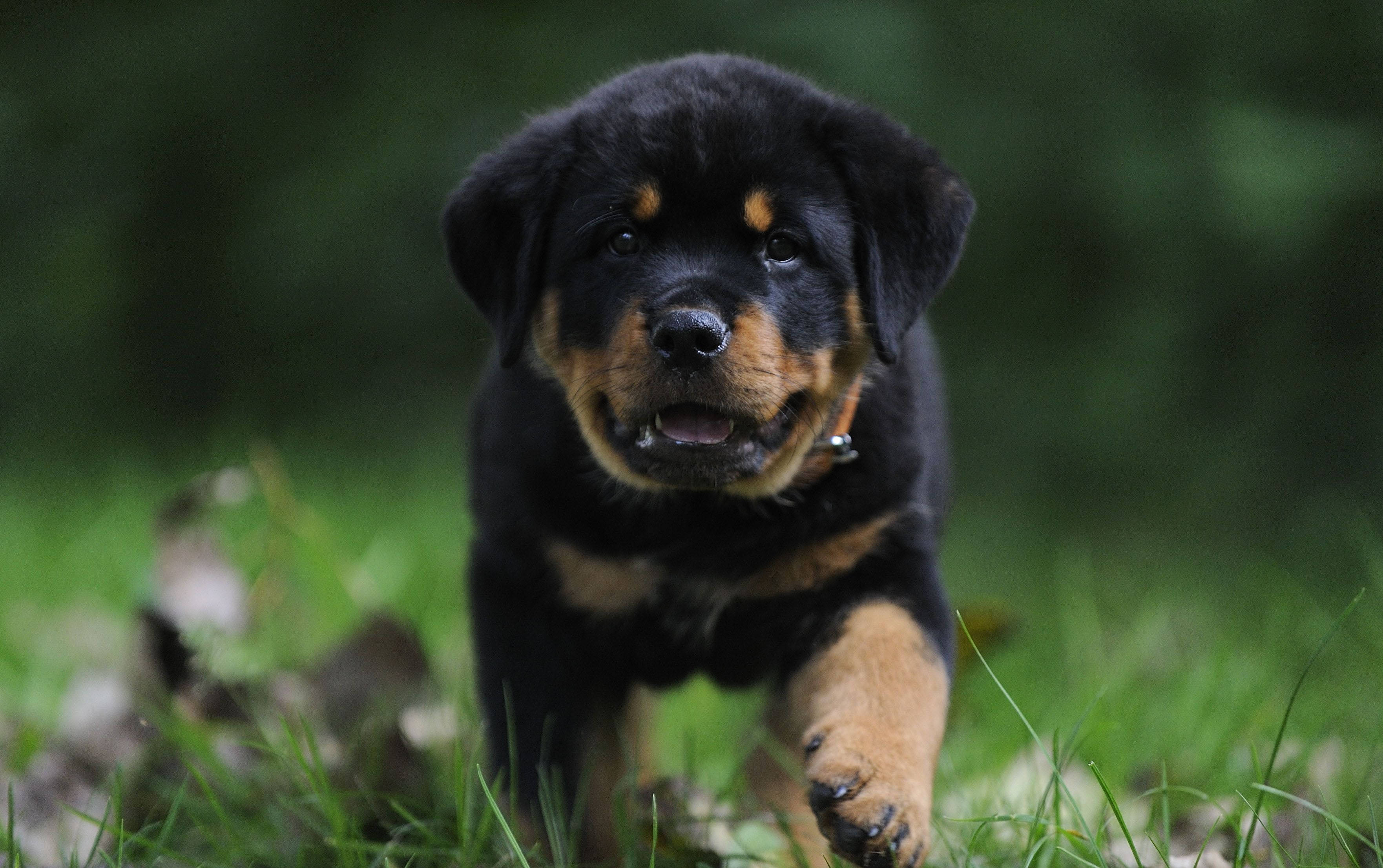 Rottweiler puppy, black and tan fur, vibrant green grass, 2K Desktop Wallpaper