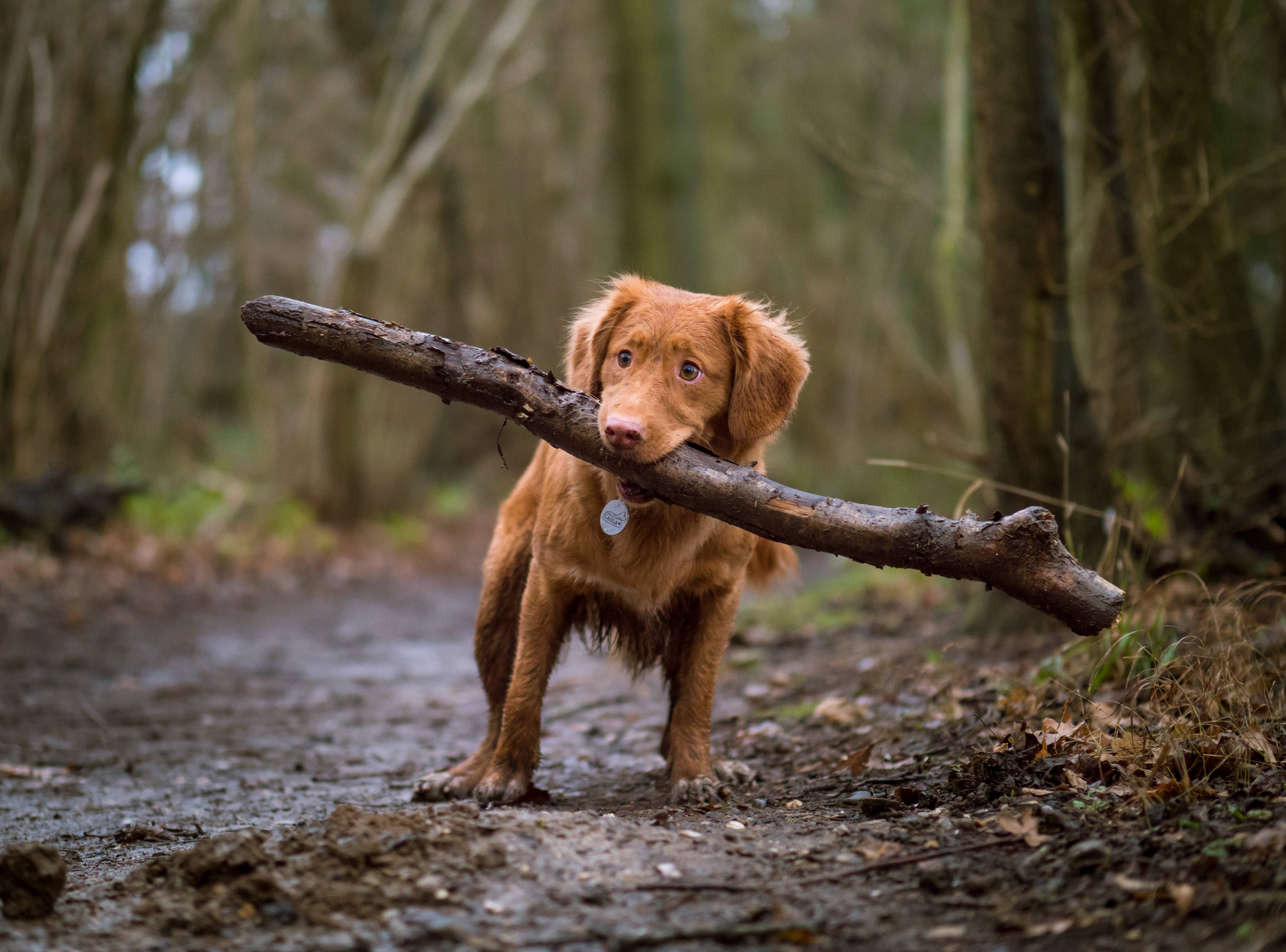 dog, wood, muddy forest trail, 4K Desktop Wallpaper
