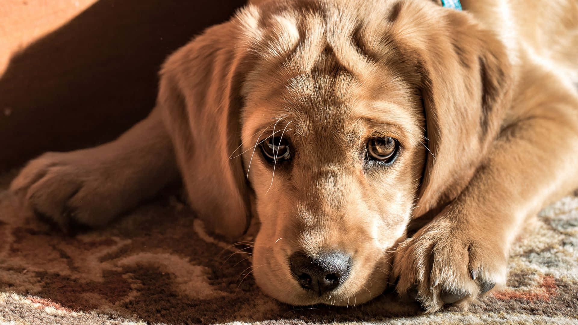 golden retriever puppy, patterned rug, soulful eyes, Full HD Desktop Wallpaper